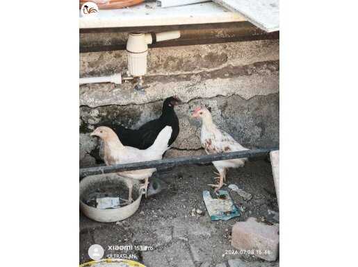 1 horoz 9 tavuk 6 ad. Kel brahman kırma ve 5 yarka