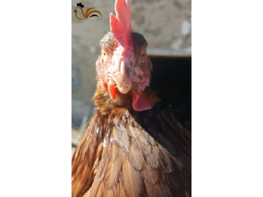 Üreticiden Aşılı Horozlar 