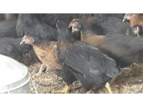 Ataks lohman 15 haftalık aşıları tam olarak yapılmıştır 