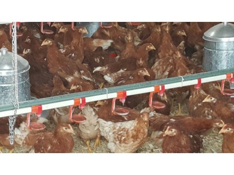 Kesimlik  damizlik tavuk ve kırmızı tavuk