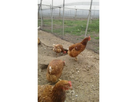45 haftalık lohman % 70 yumurta randimani