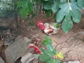 Genç horozumuz satılıktır.