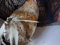 satılık horoz