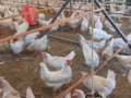 7 aylıkGenç tavuk.beyaz somon kahverengi yumurtlayan