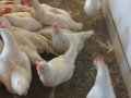 7 aylıkGenç tavuk.beyaz somon kahverengi yumurtlayan