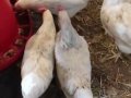 7 aylıkGenç tavuk.beyaz somon kahverengi yumurtlayan