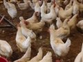 7 aylıkGenç tavuk.beyaz somon kahverengi yumurtlayan