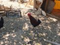 Genç ve sağlıklı horozlar