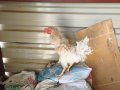 Genç ve sağlıklı horozlar
