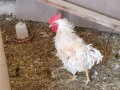 Genç ve sağlıklı horozlar