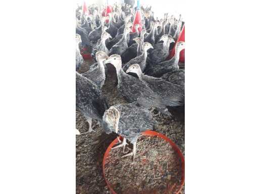 45 GÜNLÜK AMERİKAN BRONZ HİNDİLERİMİZ AŞILIDİR HEMEN ARAYIN