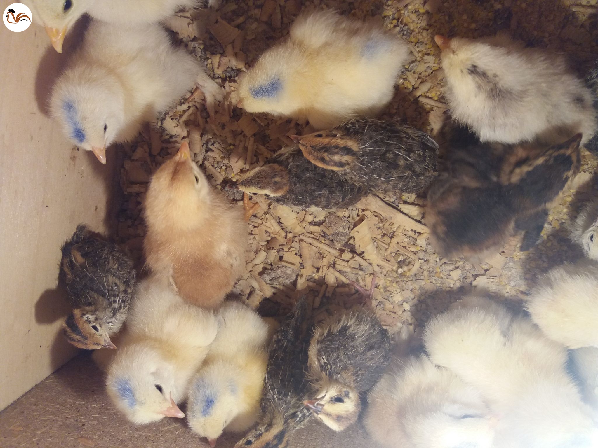 Günlük light dark brahma civcivi 142