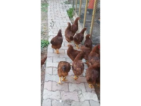 ORGANİK YARKA SATIŞI ATAKS LOHMAN EN AZ ALIM 100 ADET 