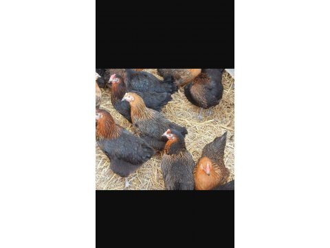 1.SAFKAN ATAKS LOHMAN NİCK BROWN SATIŞTA EN AZ ALIM 100 ADET