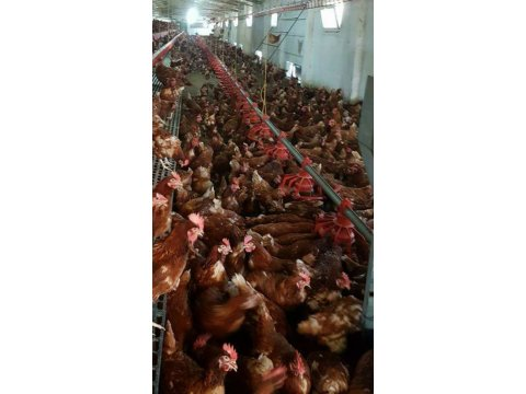 SALMA TAVUK ATAKS LOHMAN NİCK BROWN SATIŞA SUNULUR 