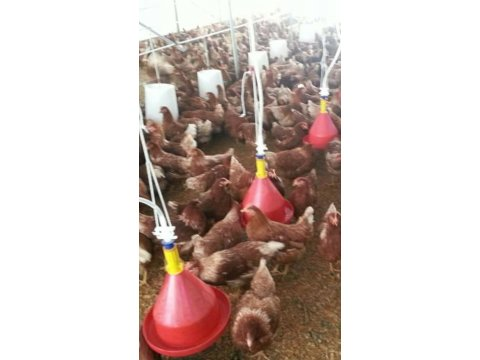 16 HAFTALIK YARKA SATIŞI ATAKS LOHMAN+ÇADIR KÜMES KURULUR