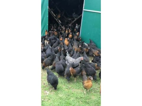ÜRETİCİDEN YARKA SATIŞI ATAKS LOHMAN SATIŞA HAZIR