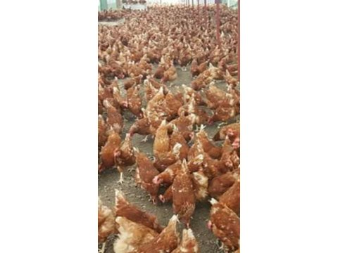 TRABZONA YARKA SATIŞI ATAKS LOHMAN SATIŞA HAZIR