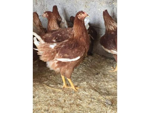 ADRESE TESLİM AŞILARI TAM YARKALAR HAS YARKADAN