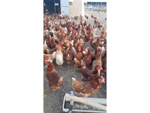 KAPIDA ÖDEMELİ LOHMAN VE ATAKS TAVUKLARI AŞI BELGELİ 