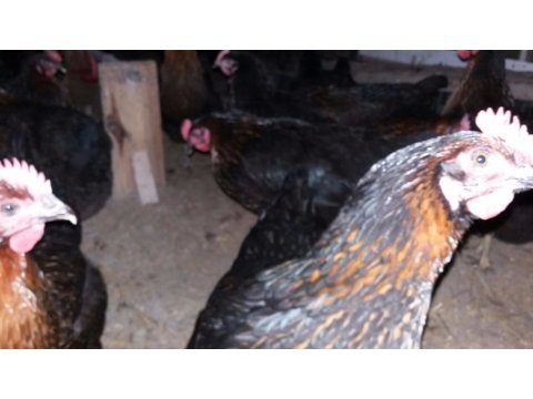 YUMURTA GARANTİLİ LOHMAN VE ATAKSLAR AŞILI  KAPIDA ÖDEMELİ 
