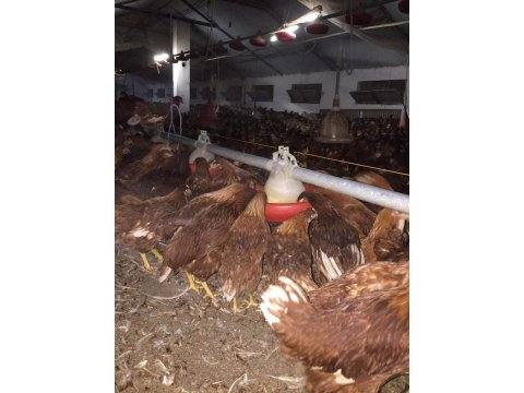 DOĞAL ORGANİK GENÇ YARKALAR ATAKS LOHMAN ADRESE TESLİM...