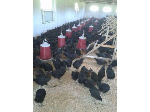 YUMURTADA LİDER AŞILARI TAM YARKA ÇEŞİTLERİ..