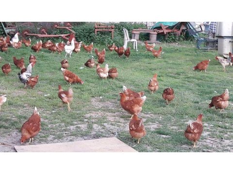 YAZ GELİYOR BAĞA BAHÇEYE ORGANİK KÖY YUMURTA TAVUKLARI..