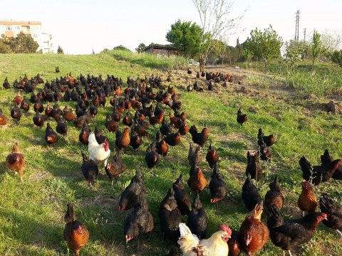 SALMAYA UYGUN ATAKS LOHMAN AŞILI TAVUKLAR..