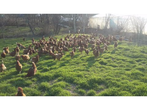 KENDİ KÜMESİMİZDEN 1.KAN LOHMAN ATAKS AŞILARI TAM..