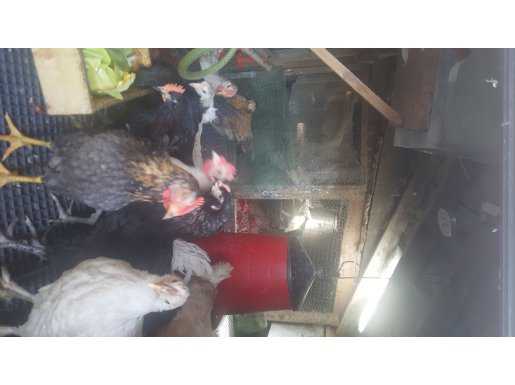 11 haftalık horoz tavuk karışık köy piliçleri