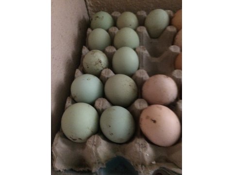 %de 100 döllü yeşil mavi kuluçkalık yumurta