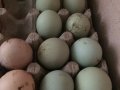 %de 100 döllü yeşil mavi kuluçkalık yumurta