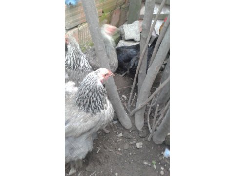 Sahibinden satılık brahma ve yumurta tavugu