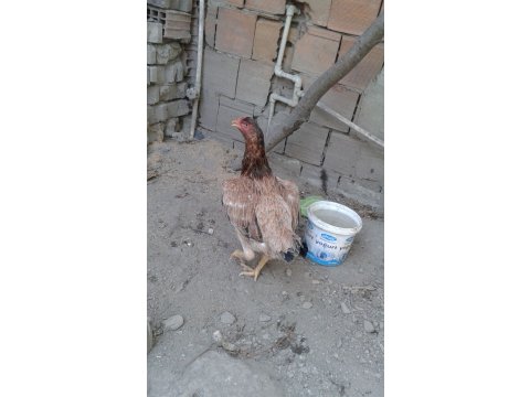 Satılık koy tavuklari ve ataks