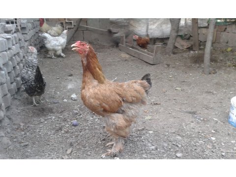 Satılık koy tavuğu ve brahma