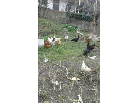 Satılık köy ve yumurta tavukları