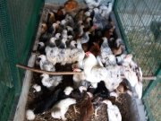 A KALİTE TAVUKLAR AKKUŞ ÇİFTLİĞİNDEN