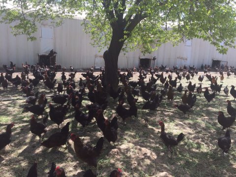 KENDİ KÜMESLERİMİZDEN YARKALAR ADRESE TESLİM SATIŞTA