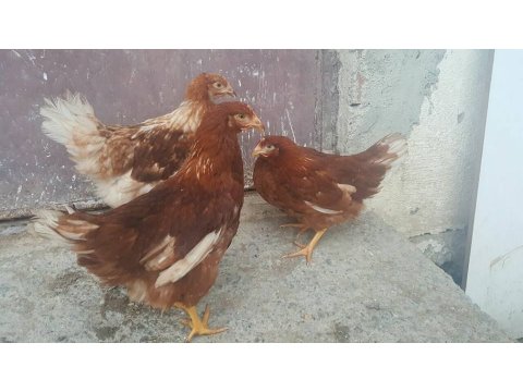 YUMURTACI YARKALAR AŞILARI TAM ADRESE TESLİM KAPIDA ÖDEME 
