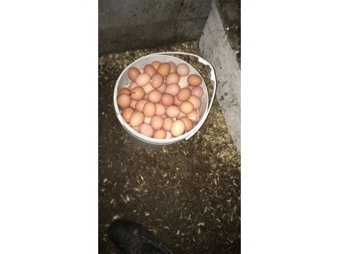 SALMA TAVUK LOHMAN BROWN SİYAH ATAKS 17 HAFTALIK AŞILARI TAM