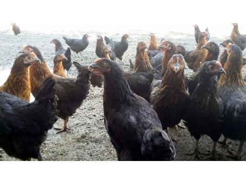 EK GELİR DÜŞÜNEN HERKESE FIRSAT YUMURTACI YARKALAR  BİZDEN