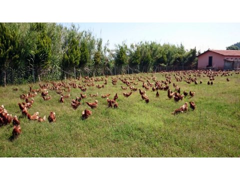 YUMURTACI YARKALAR EK GELİR DÜŞÜNEN HERKESE ADRESE TESLİM