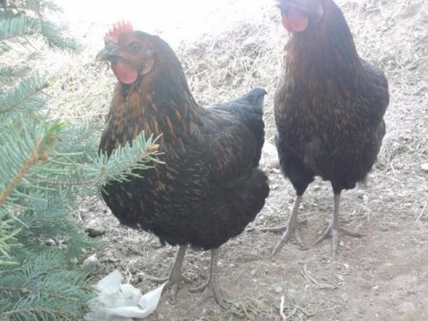 SAHİBİNDEN VETERİNER DESTEKLİ AŞILI SALIKLI YUMURTACI TAVUK