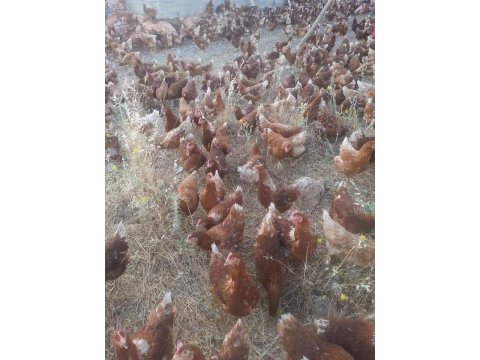 AŞILI VETERİNER DESTEKLİ TAVUK SATIŞI 